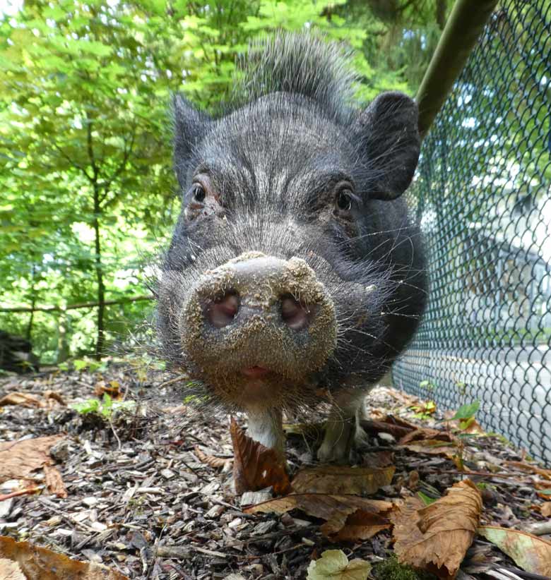 Mini-Schwein am 17. Juli 2017 auf der Mini-Schwein-Anlage neben dem Kinderspielplatz im Grünen Zoo Wuppertal