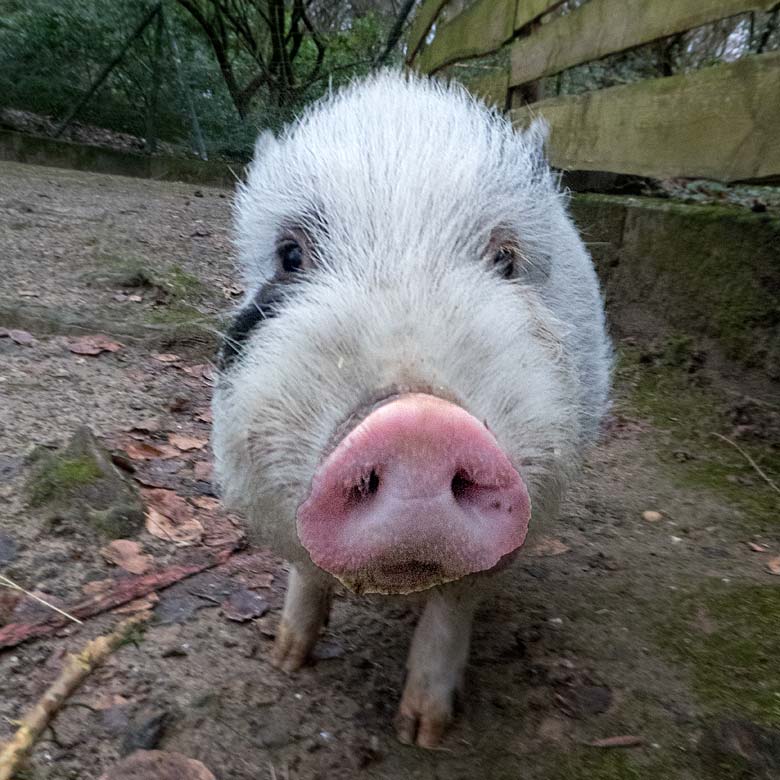Mini-Schwein SMARTIE am 31. Dezember 2017 im JuniorZoo im Grünen Zoo Wuppertal