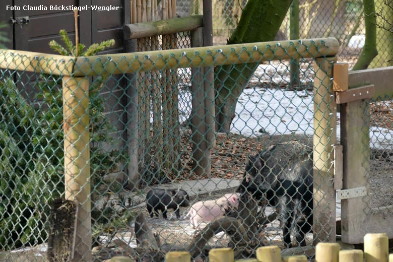 Mini-Schwein mit Jungtieren am 13. Februar 2018 auf der Außenanlage im Grünen Zoo Wuppertal (Foto Claudia Böckstiegel-Wengler)