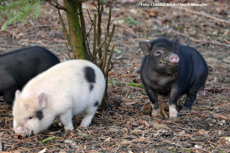 Mini-Schwein mit Jungtieren am 13. Februar 2018 auf der Außenanlage im Grünen Zoo Wuppertal (Foto Claudia Böckstiegel-Wengler)