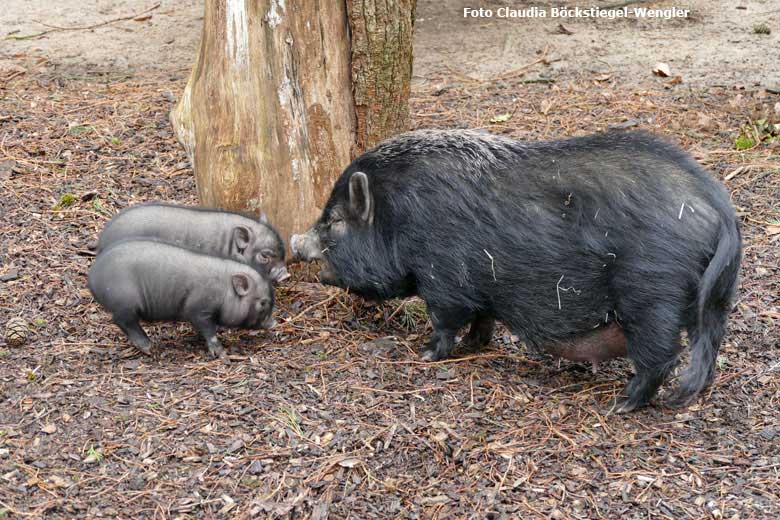 Mini-Schwein mit Jungtieren am 13. Februar 2018 auf der Außenanlage im Grünen Zoo Wuppertal (Foto Claudia Böckstiegel-Wengler)