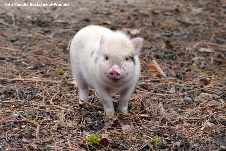 Mini-Schwein mit Jungtieren am 13. Februar 2018 auf der Außenanlage im Grünen Zoo Wuppertal (Foto Claudia Böckstiegel-Wengler)