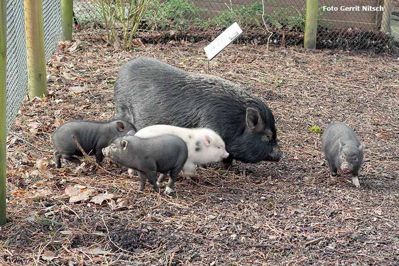 Mini-Schwein-Nachwuchs am 9. März 2018 auf der Außenanlage im Grünen Zoo Wuppertal (Foto Gerrit Nitsch)