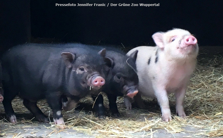 Mini-Schwein-Ferkel im Zoologischen Garten der Stadt Wuppertal (Foto Jennifer Franic - Der Grüne Zoo Wuppertal)