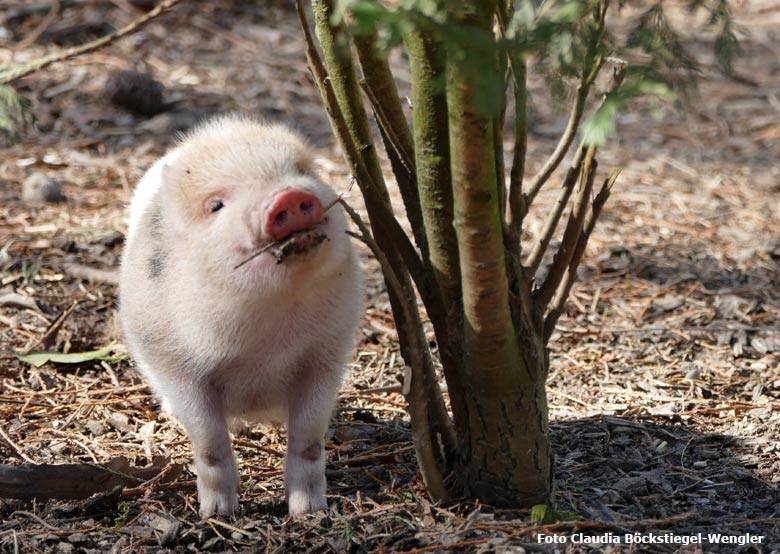 Mini-Schwein-Ferkel ELSA am 19. März 2018 auf der Außenanlage im Grünen Zoo Wuppertal (Foto Claudia Böckstiegel-Wengler)