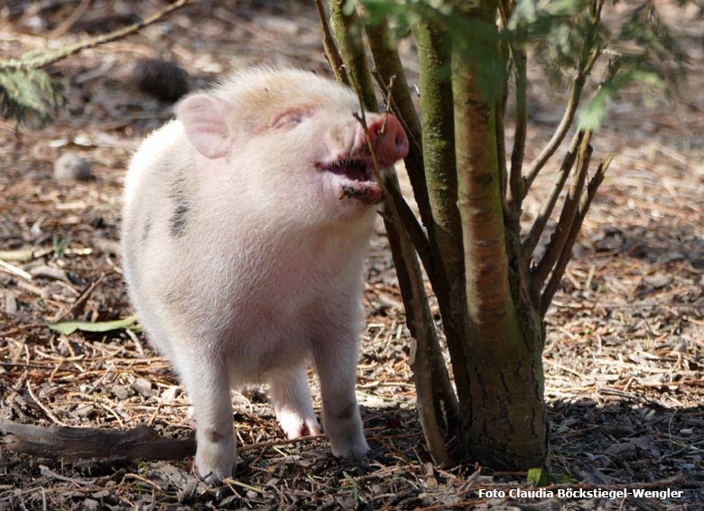 Weibliches Mini-Schweinchen ELSA am 19. März 2018 auf der Außenanlage im Zoologischen Garten der Stadt Wuppertal (Foto Claudia Böckstiegel-Wengler)