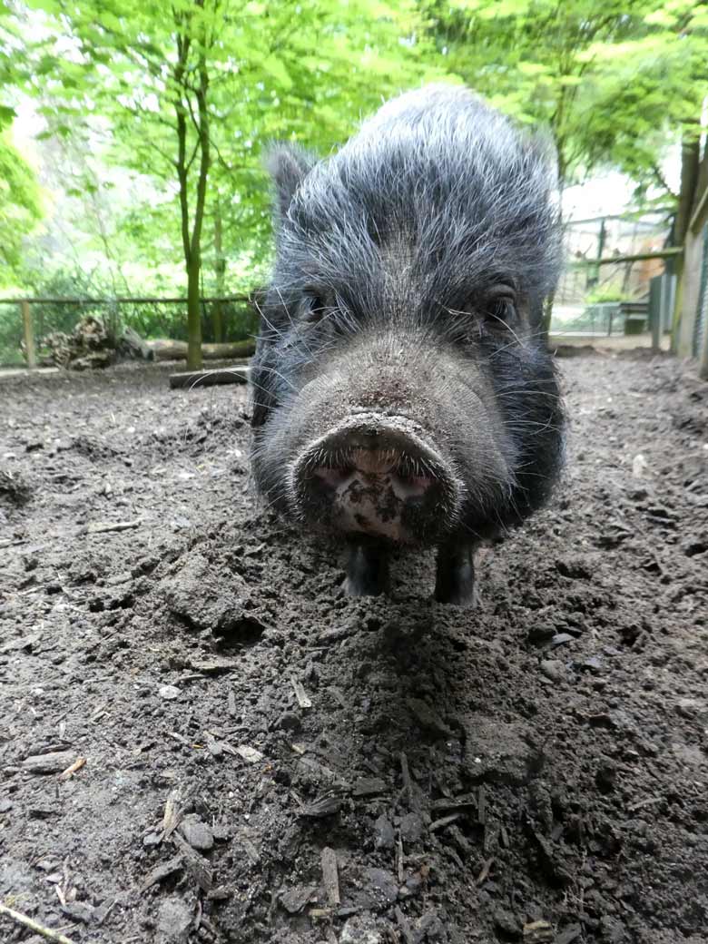 Mini-Schwein am 3. Juni 2018 auf der Außenanlage im Zoologischen Garten Wuppertal