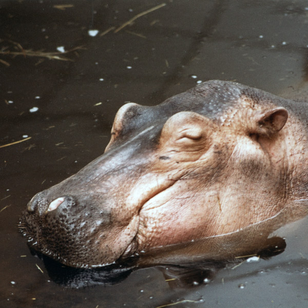 Flusspferd LINA im Wuppertaler Zoo