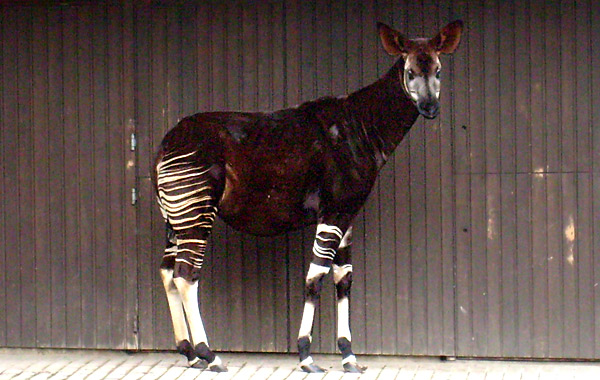 Okapi im Wuppertaler Zoo im April 2008