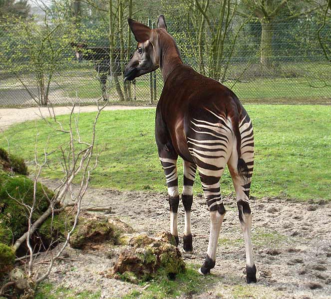 Okapi im Zoologischen Garten Wuppertal im April 2008