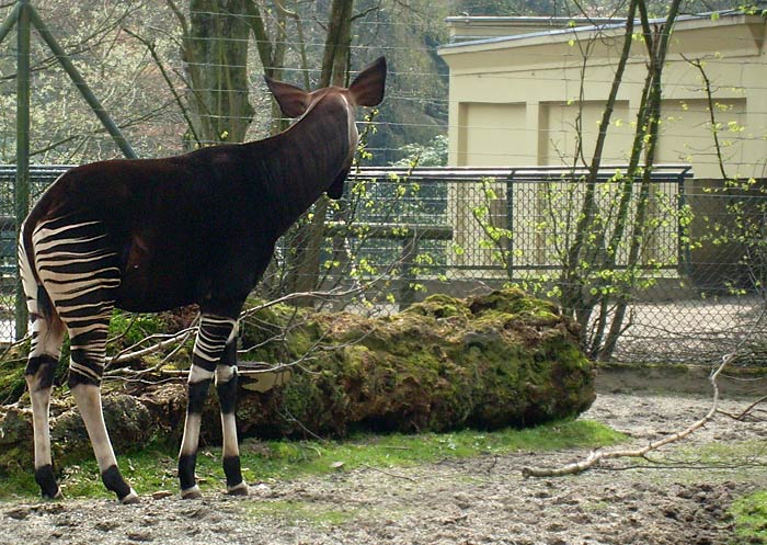 Okapi im Wuppertaler Zoo im April 2008