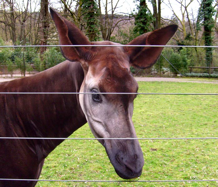 Okapi im Zoo Wuppertal im April 2008