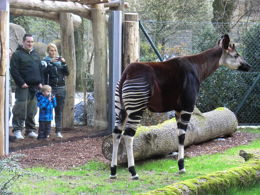 Okapi im Wuppertaler Zoo im April 2012