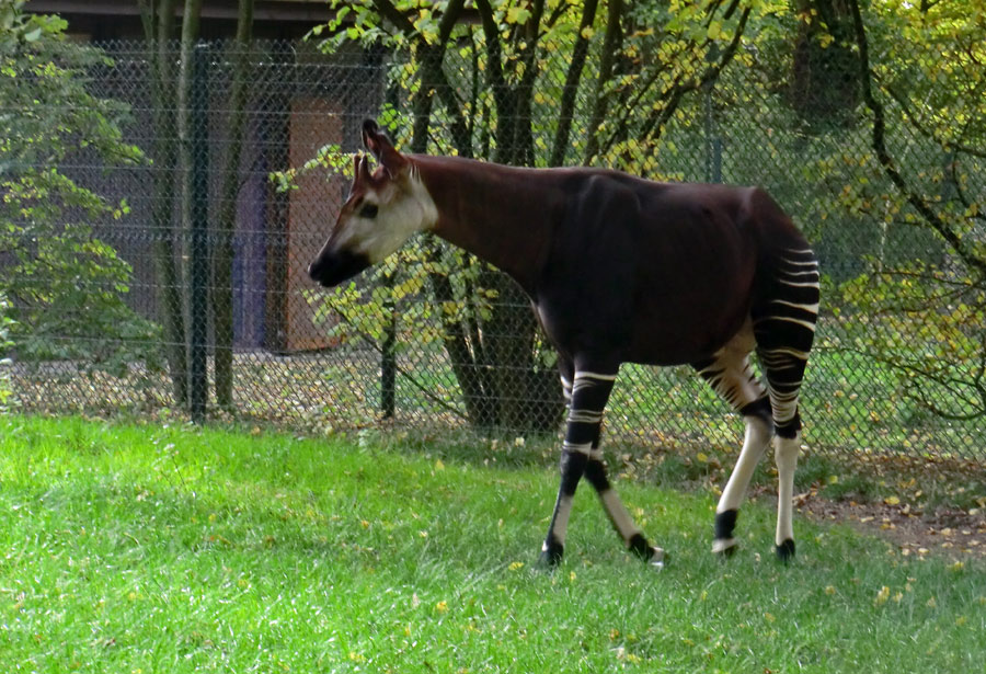 Okapi im Wuppertaler Zoo am 19. Oktober 2012