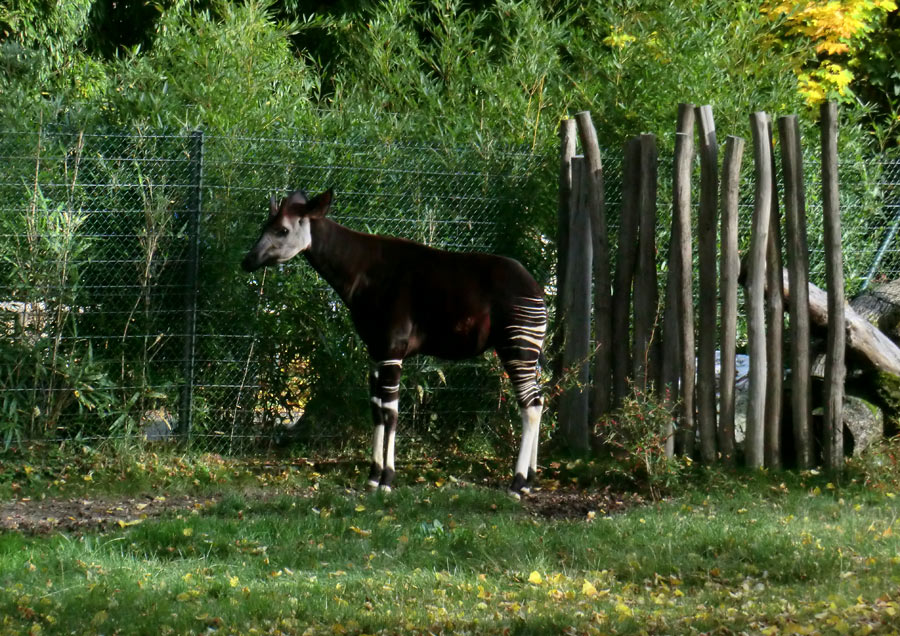 Okapi im Zoologischen Garten Wuppertal am 20. Oktober 2012