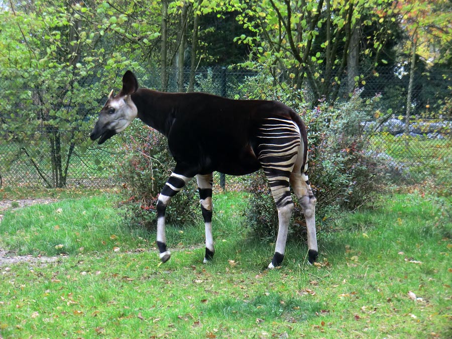 Okapi im Zoo Wuppertal am 4. November 2012