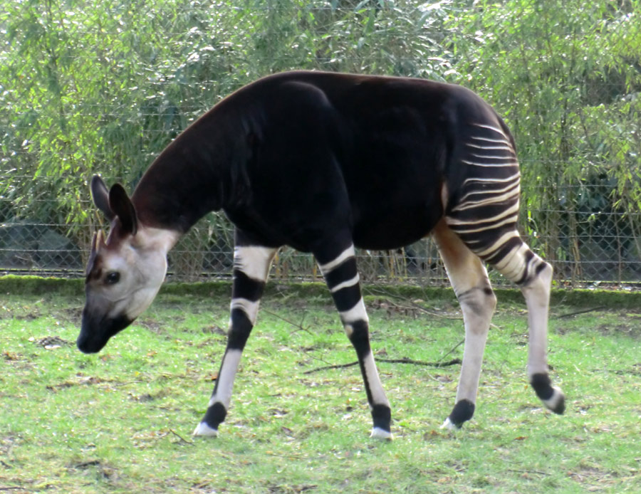 Okapi-Bulle DETO im Zoo Wuppertal im Februar 2013