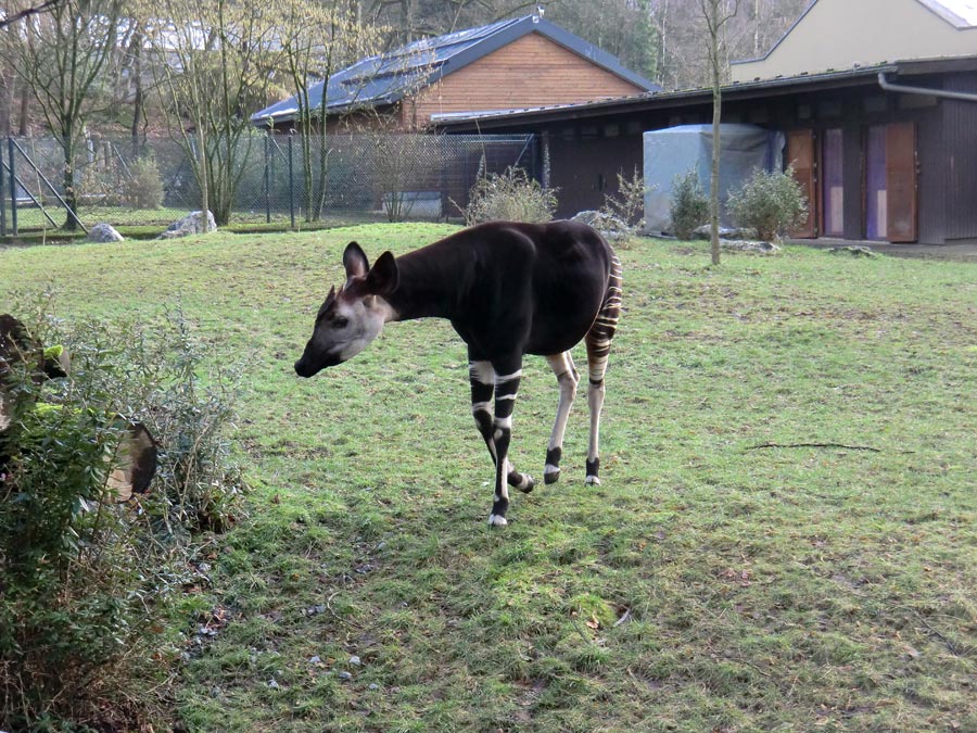 Okapi-Bulle DETO im Wuppertaler Zoo im Februar 2013