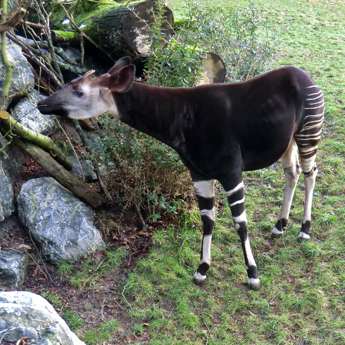 Okapi-Bulle DETO im Wuppertaler Zoo im Februar 2013