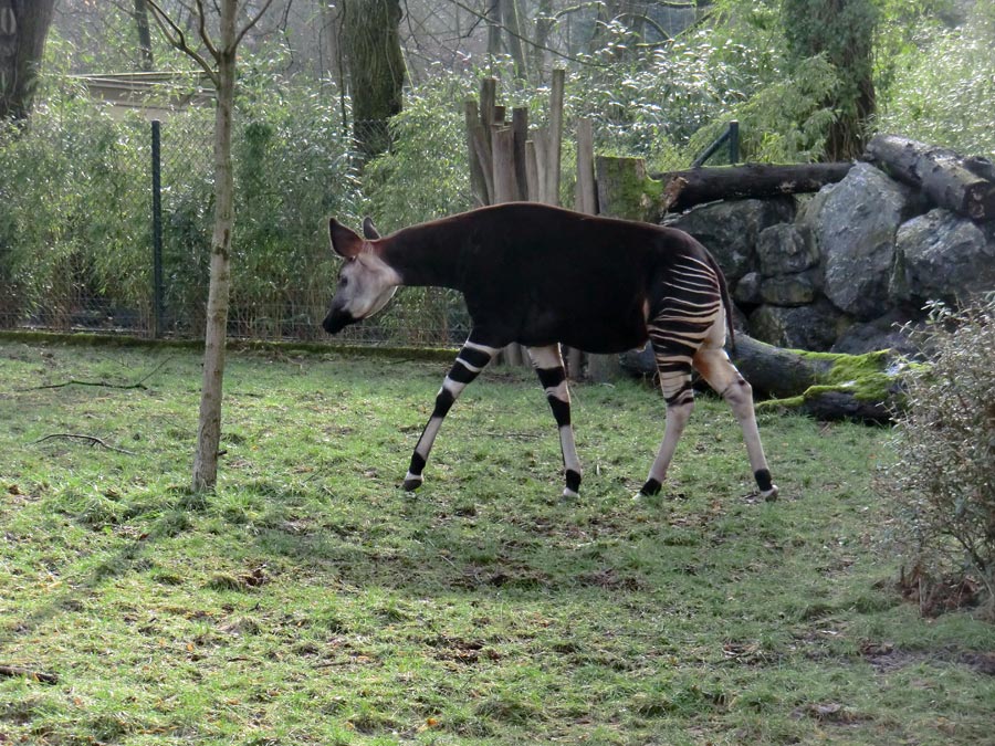 Okapi-Bulle DETO im Zoologischen Garten Wuppertal im Februar 2013