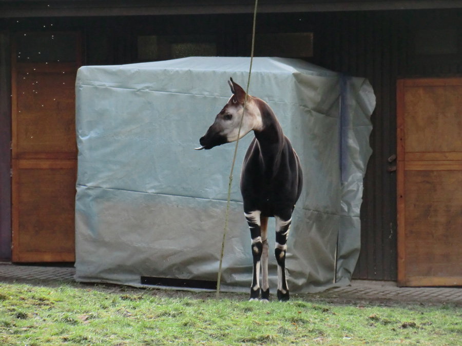 Okapi-Bulle DETO im Wuppertaler Zoo im Februar 2013