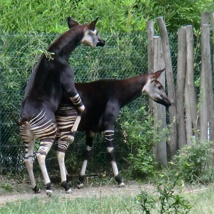 Okapis beim Paarungsversuch im Wuppertaler Zoo am 11. August 2013