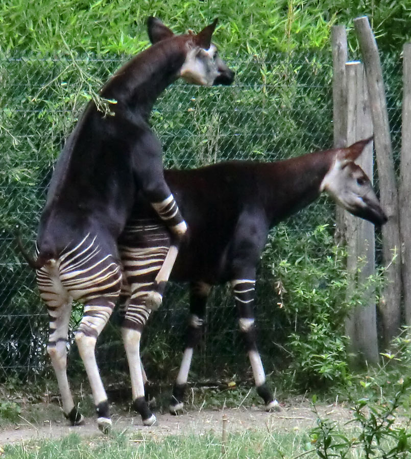 Okapis beim Paarungsversuch im Zoologischen Garten Wuppertal am 11. August 2013