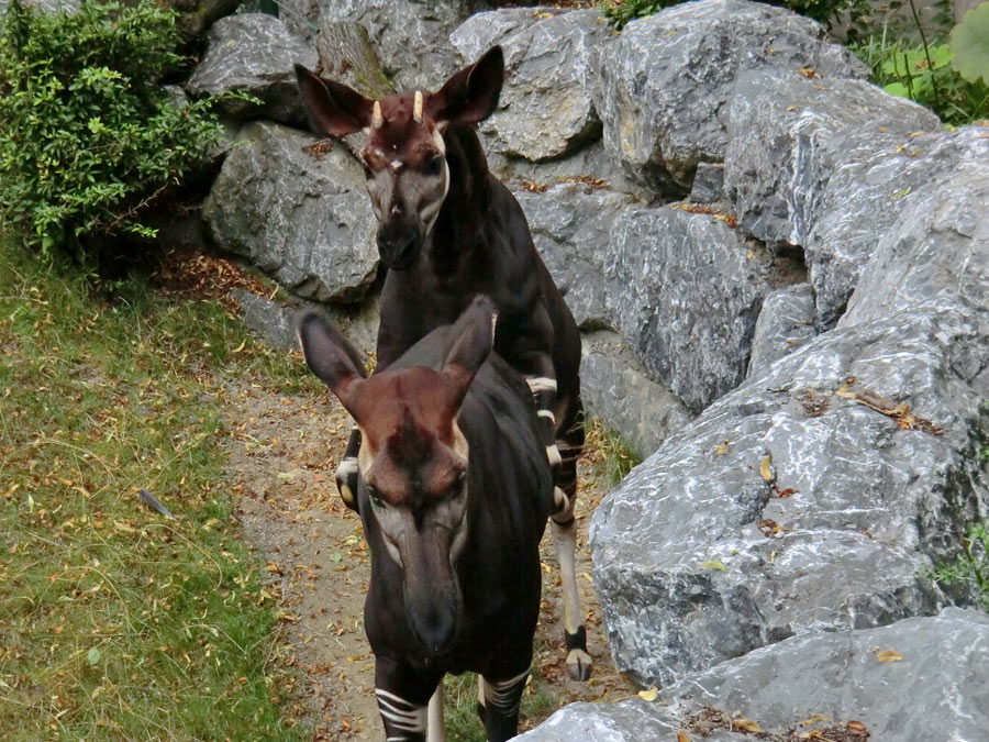 Okapis beim Paarungsversuch im Zoo Wuppertal am 11. August 2013