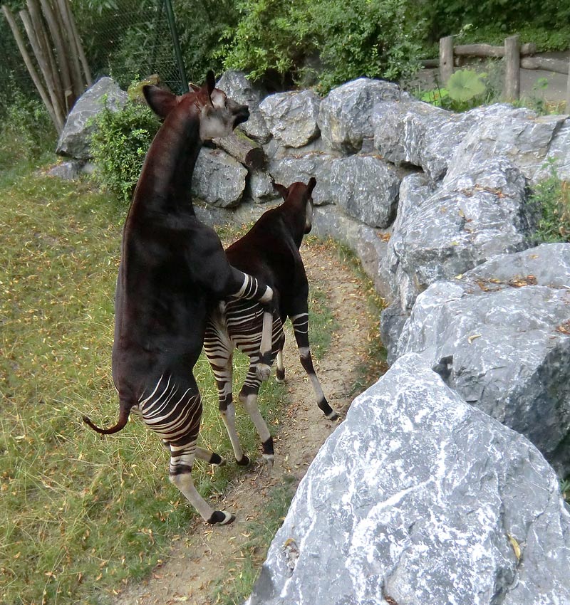 Okapis beim Paarungsversuch im Wuppertaler Zoo am 11. August 2013