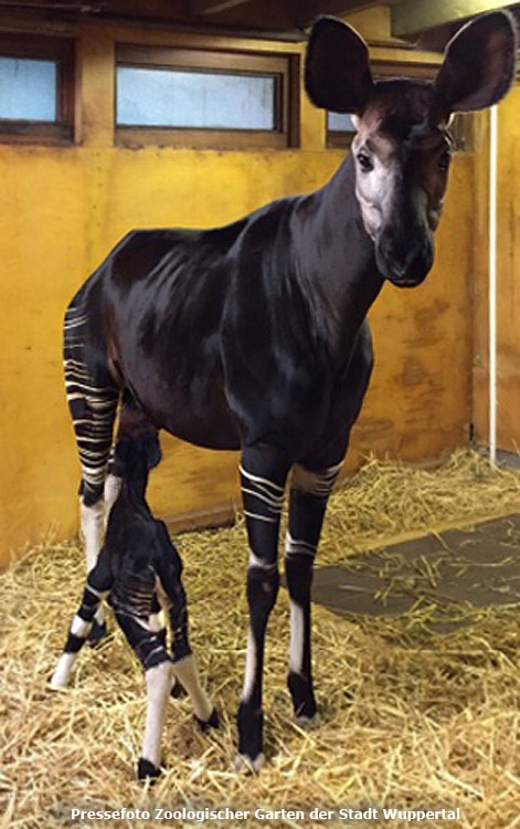 Okapi mit Jungtier im Zoo Wuppertal am 5. Oktober 2014 (Pressefoto Zoologischer Garten der Stadt Wuppertal)