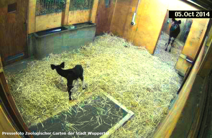 Okapi mit Jungtier im Zoologischen Garten Wuppertal am 5. Oktober 2014 (Pressefoto Zoologischer Garten der Stadt Wuppertal)