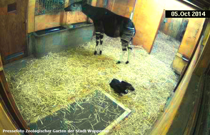 Okapi mit Jungtier im Wuppertaler Zoo am 5. Oktober 2014 (Pressefoto Zoologischer Garten der Stadt Wuppertal)