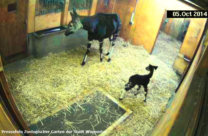 Okapi mit Jungtier im Zoo Wuppertal am 5. Oktober 2014 (Pressefoto Zoologischer Garten der Stadt Wuppertal)