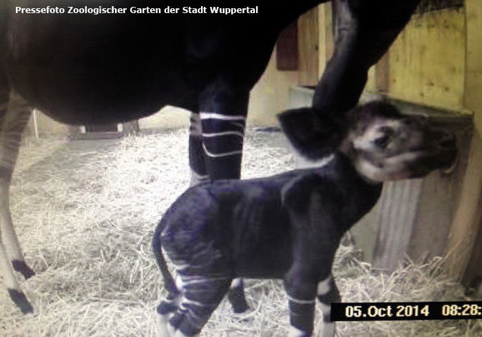 Okapi mit Jungtier im Zoologischen Garten Wuppertal am 5. Oktober 2014 (Pressefoto Zoologischer Garten der Stadt Wuppertal)