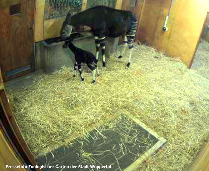 Okapi mit Jungtier im Wuppertaler Zoo am 5. Oktober 2014 (Pressefoto Zoologischer Garten der Stadt Wuppertal)