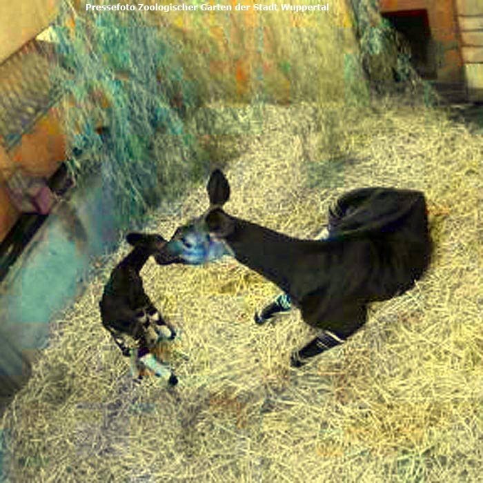 Okapi mit Jungtier im Zoo Wuppertal am 5. Oktober 2014 (Pressefoto Zoologischer Garten der Stadt Wuppertal)