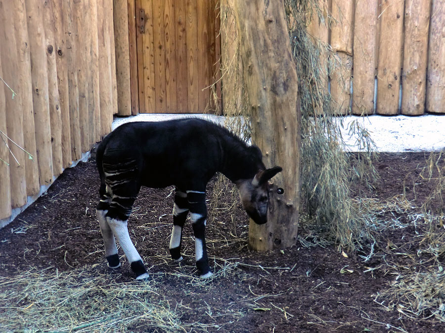 Okapi-Jungtier ZIA im Grünen Zoo Wuppertal am 8. November 2014