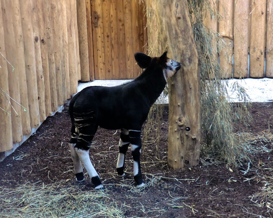 Okapi-Jungtier ZIA im Wuppertaler Zoo am 8. November 2014