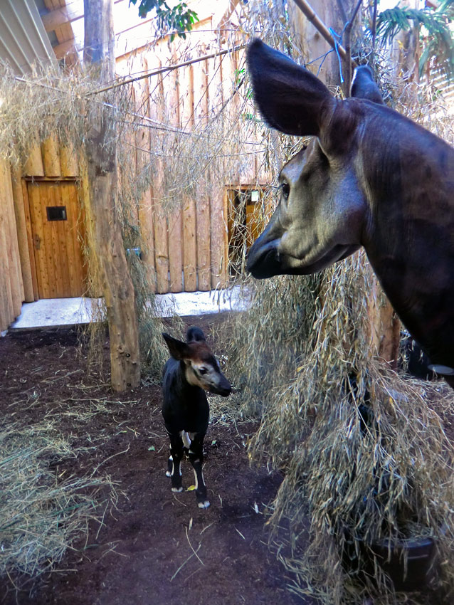 Okapi-Jungtier ZIA mit Okapi-Mutter LOMELA im Zoo Wuppertal am 8. November 2014