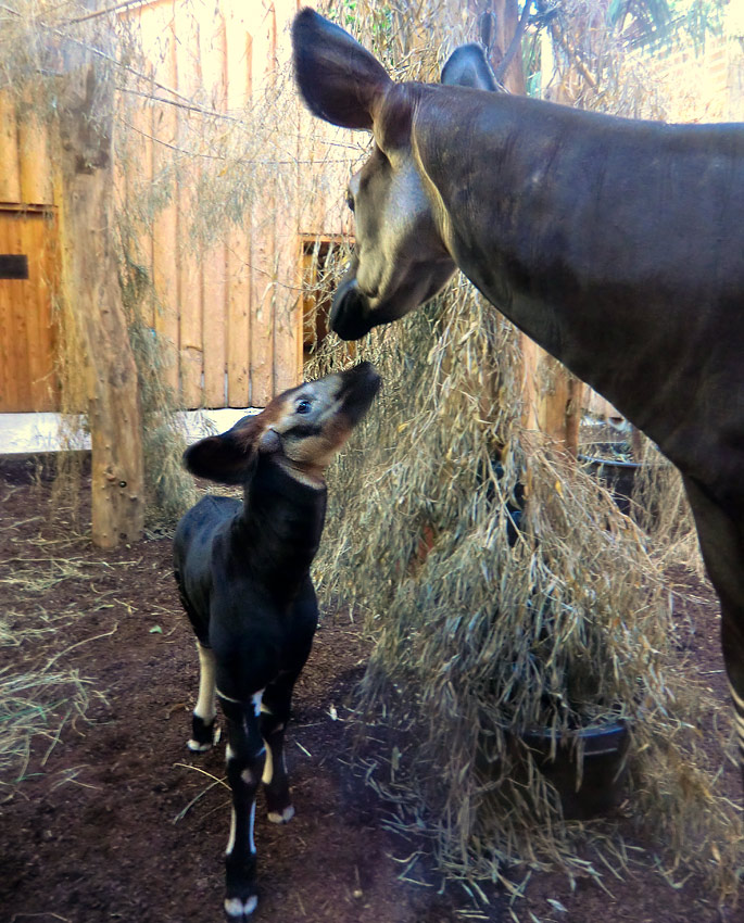 Okapi-Jungtier ZIA mit Okapi-Mutter LOMELA im Wuppertaler Zoo am 8. November 2014