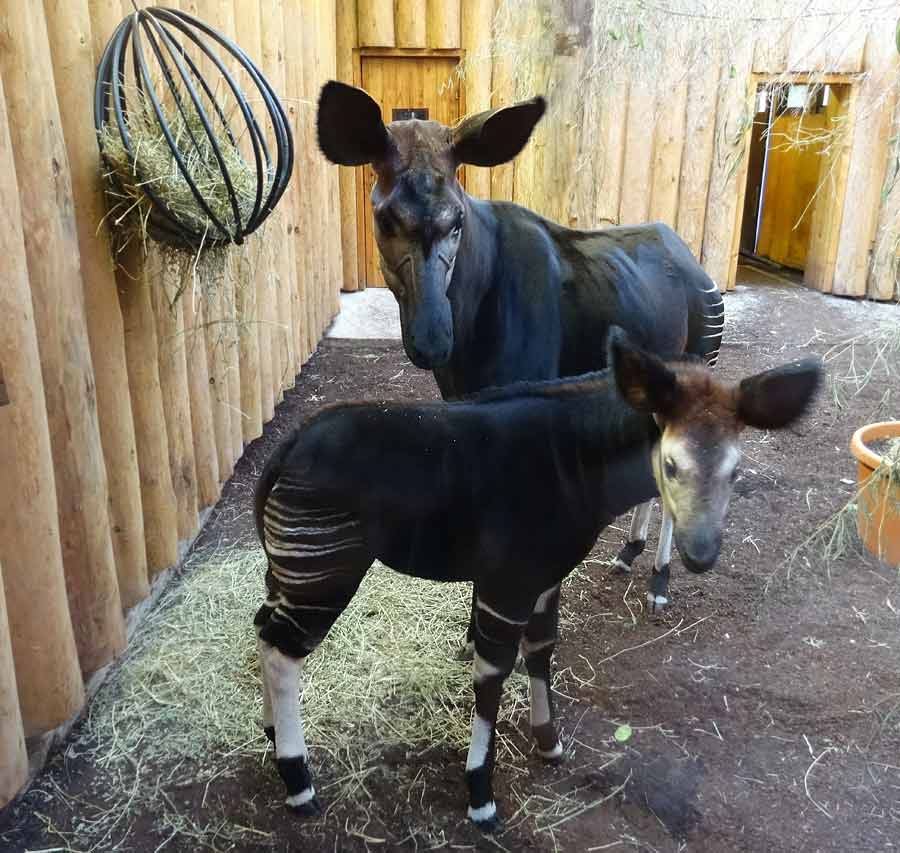 Okapi-Jungtier ZIA mit Okapi-Mutter LOMELA im Wuppertaler Zoo am 14. Februar 2015