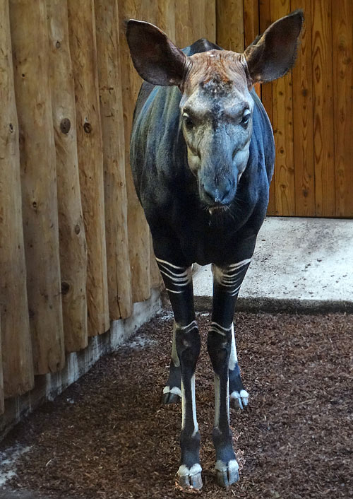 Okapi-Weibchen LOMELA am 8. Februar 2016 im Zoo Wuppertal