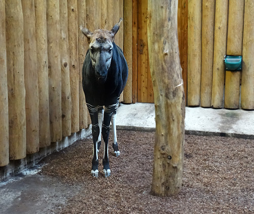 Okapi-Weibchen LOMELA am 8. Februar 2016 im Zoologischen Garten der Stadt Wuppertal