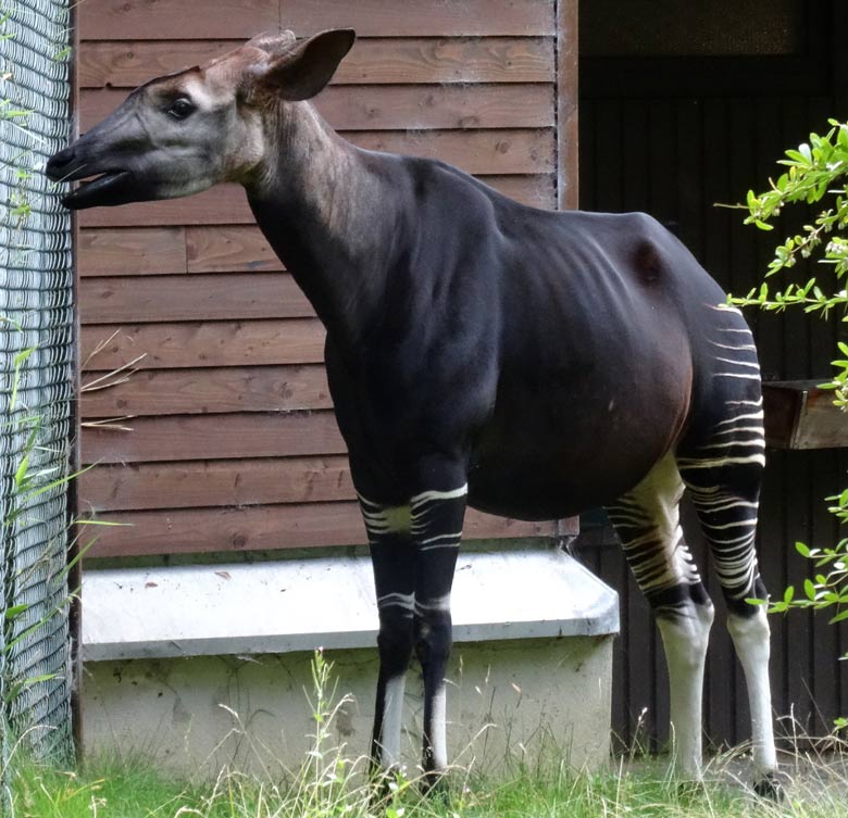 Trächtiges Okapi-Weibchen "Lomela" im August 2016 auf der Okapi-Außenanlage im Zoologischen Garten der Stadt Wuppertal