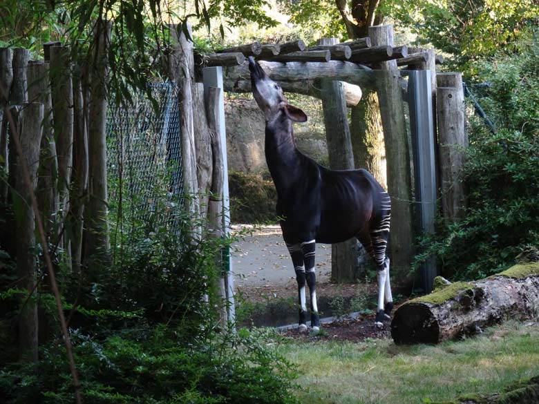 Okapi Weibchen LOMELA am 2. Oktober 2016 im Zoologischen Garten der Stadt Wuppertal