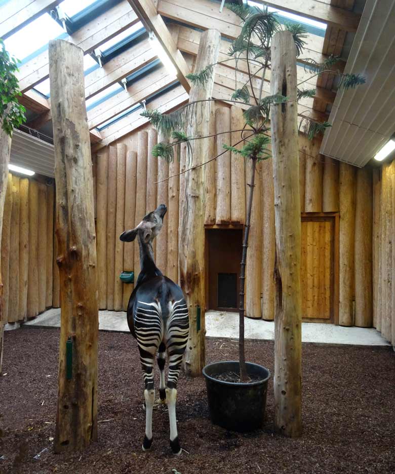 Okapi Weibchen LOMELA am 2. Oktober 2016 im Grünen Zoo Wuppertal