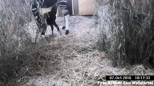 Okapi-Weibchen LOMELA mit dem eine Stunde vorher geborenen Jungtier am 7. Oktober 2016 im Grünen Zoo Wuppertal (Foto Grüner Zoo Wuppertal)