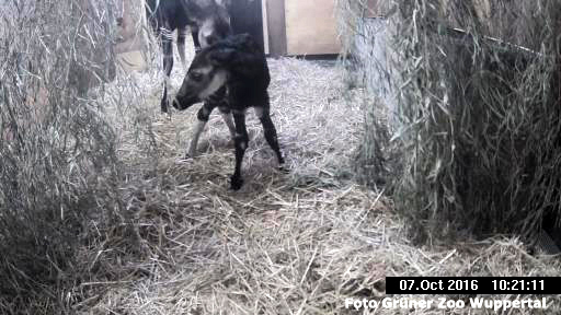 Okapi-Weibchen LOMELA mit dem eine Stunde vorher geborenen Jungtier am 7. Oktober 2016 im Grünen Zoo Wuppertal (Foto Grüner Zoo Wuppertal)