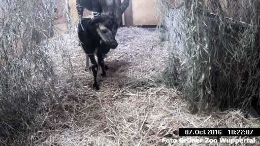 Okapi-Weibchen LOMELA mit dem eine Stunde vorher geborenen Jungtier am 7. Oktober 2016 im Grünen Zoo Wuppertal (Foto Grüner Zoo Wuppertal)