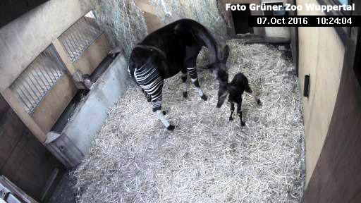 Okapi-Weibchen LOMELA mit dem eine Stunde vorher geborenen Jungtier am 7. Oktober 2016 im Grünen Zoo Wuppertal (Foto Grüner Zoo Wuppertal)